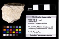 Foto (Objekt + Etikett) von Decapoda indet.  (NHMW-GEO-1990-0041-2540)